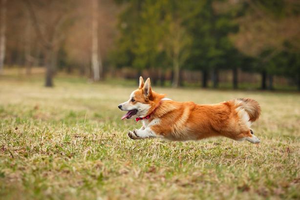 Example of a corgi