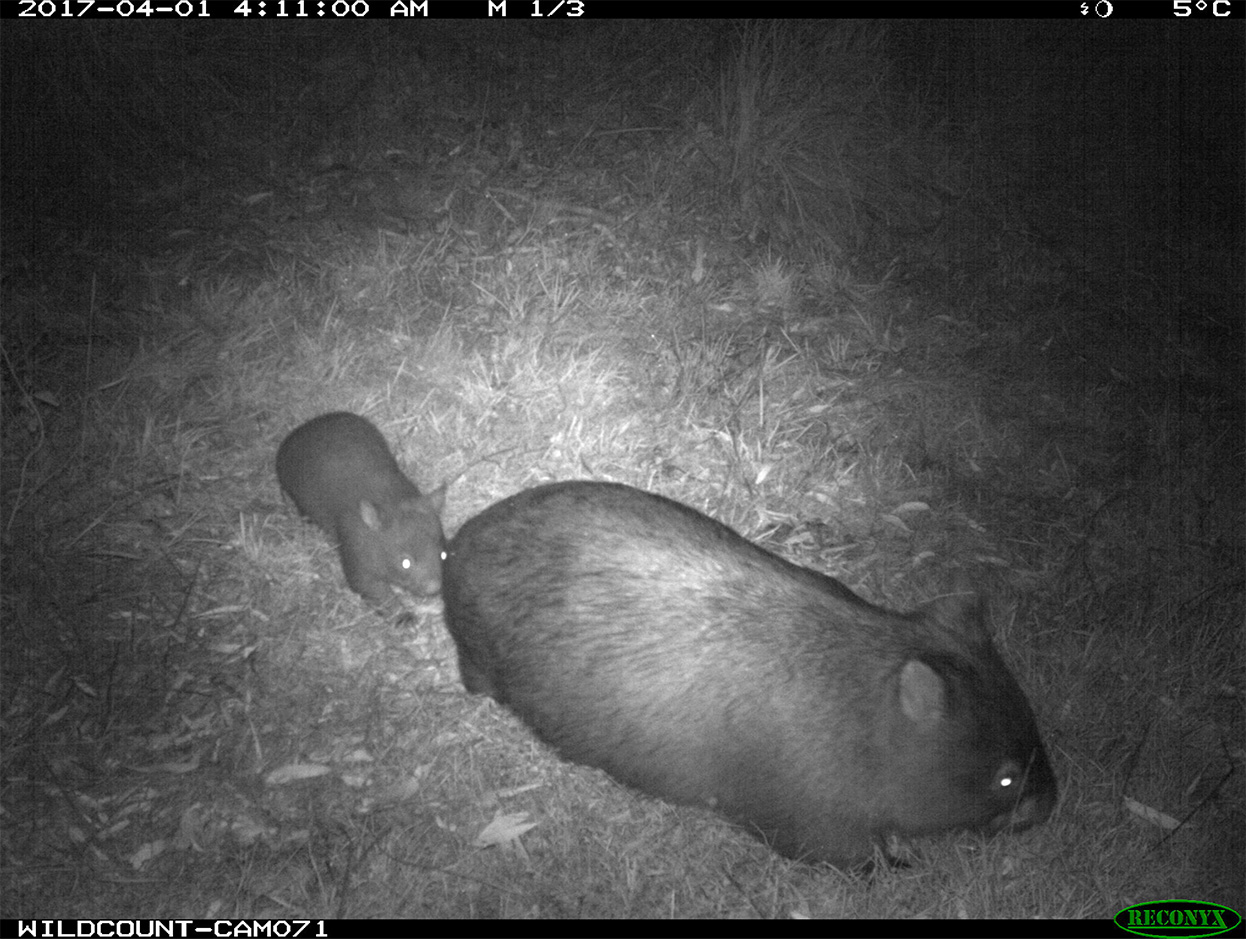 baby_wombat.jpg