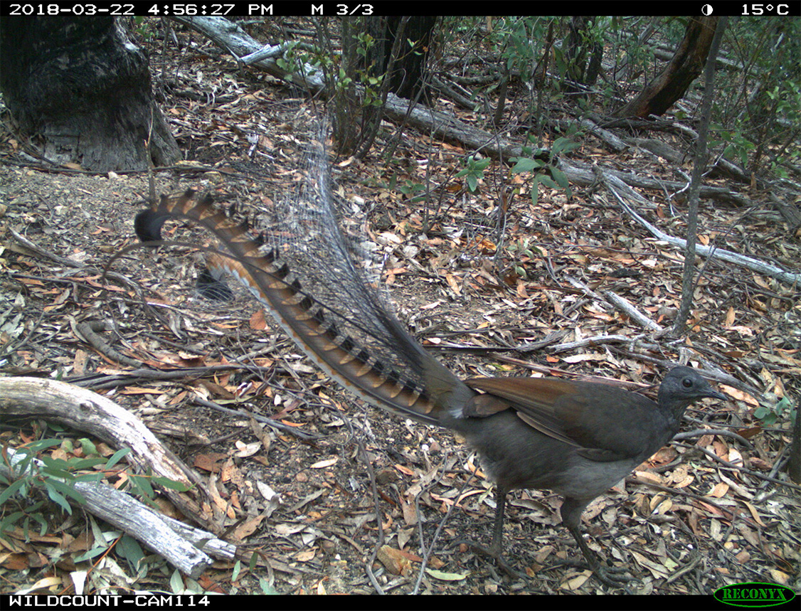 lyrebird2.jpg