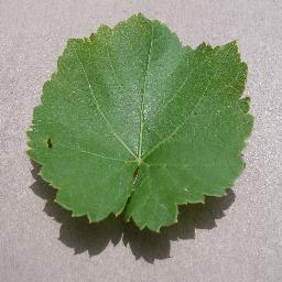 grape_healthy_sample_5.jpg