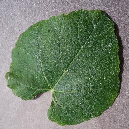 grape_healthy_sample_6.jpg